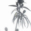 Aya Garden ***