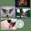 Music for Dog Grooming cover