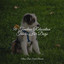 50 Timeless Relaxation Tracks For Dogs cover