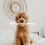While we play with dogs cover
