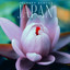 Journey Across Japan - Deep Relaxation Meditation Music for Feel Balanced cover