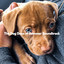 The Dog Days of Summer Soundtrack cover