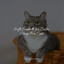 Soft Sounds for Calm Sleep For Cats cover