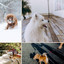 (Electric Guitars Solo) Music for Resting Dog cover