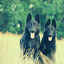 Trumpet and Alto Saxophone - Music for Doggies cover