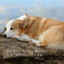 Relaxing Piano Music for Dreaming Dogs cover