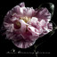 Asian Blooming Gardens: Spring Time, Living Nature, Oriental Meditation cover