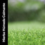 Hierba Húmeda Calmante cover
