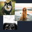 Music for Dogs and Babies cover