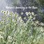 Nature's Harmony in the Rain. cover