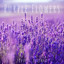 P***r B. Helland - Purple Flowers