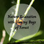 Nature Relaxation with Singing Bugs of Forest cover