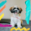 High-class Ambiance for Doggy Playtime cover