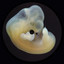 Earth Creatures