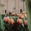 Surrounded by Tulips cover