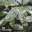 Rain: Forest Excitement cover