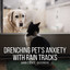 Ambient Sounds: Drenching Pet's Anxiety with Rain Tracks cover