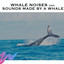 Whale Noises and Sounds Made By a Whale cover