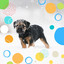 Vibrant Smooth Jazz Chill Out - Background for Doggy Chill Time cover