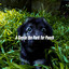 A Day in the Park for Pooch cover