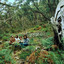 Forest Television cover