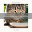 Calming Nature Sounds For Our Cats cover