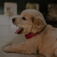 50 Positive Music For Dogs cover