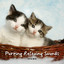 4Paws: Purring Relaxing Sounds cover
