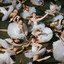 album cover: 50 ballerinas