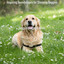 Inspiring Soundscapes for Sleeping Doggies cover
