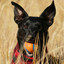 Backdrop for Resting Dogs cover