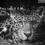 Jaguar - BassTi M Remix