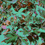 x-149180$# VO Chick - Attention Ladies