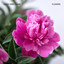 Flowers - Radio Edit