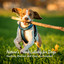 Nature's Piano Lullaby for Dogs: Soothing Ambient and Sleep Environment cover