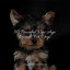 50 Peaceful New Age Sounds For Dogs cover