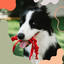 Chill Out Sax (Music for Calming Puppy) cover