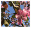 Bloom cover