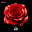 Kaizen Roses