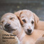 2 Pets Sleep Relaxation Ses. 1 cover