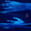 Sinfol — Trembling (Efdemin Remix) cover art