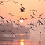 Relaxation: River Stream with Gentle Birds Vol. 1 cover