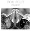 Le Ballet Des Mouches