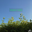 WHAT I SEE cover