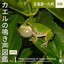 ニホンアマガエル cover