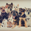 Ambient Rain: Calming Rain Sounds for Pets Vol. 1 cover