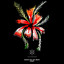 Nitosha feat. Nes Mburu
