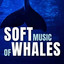 Soft Music of Whales cover