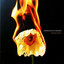 Flor De Fuego cover