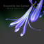Azucenita del Campo cover